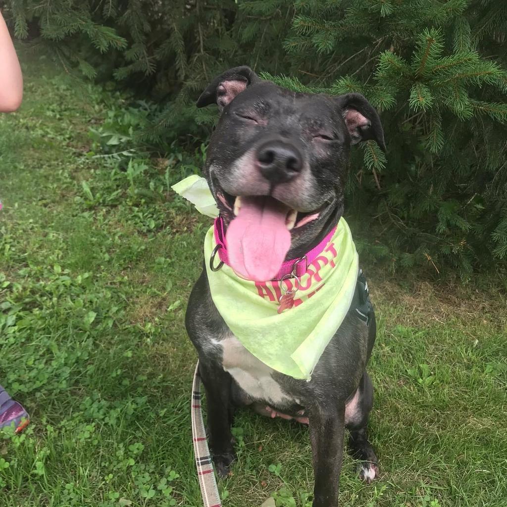 Kalani, Adoptable, Senior Female Mixed Breed.