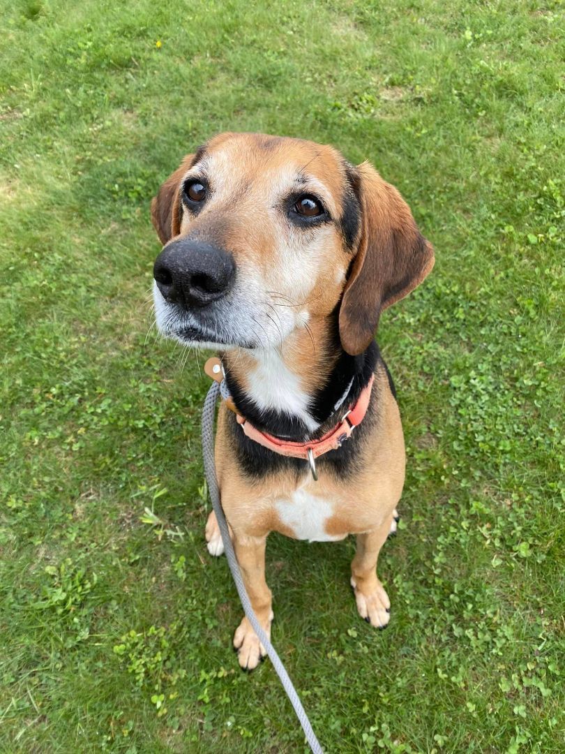 Enlarge Cletus, a Adoptable mixed breed in Lake Odessa, MI image 1/12