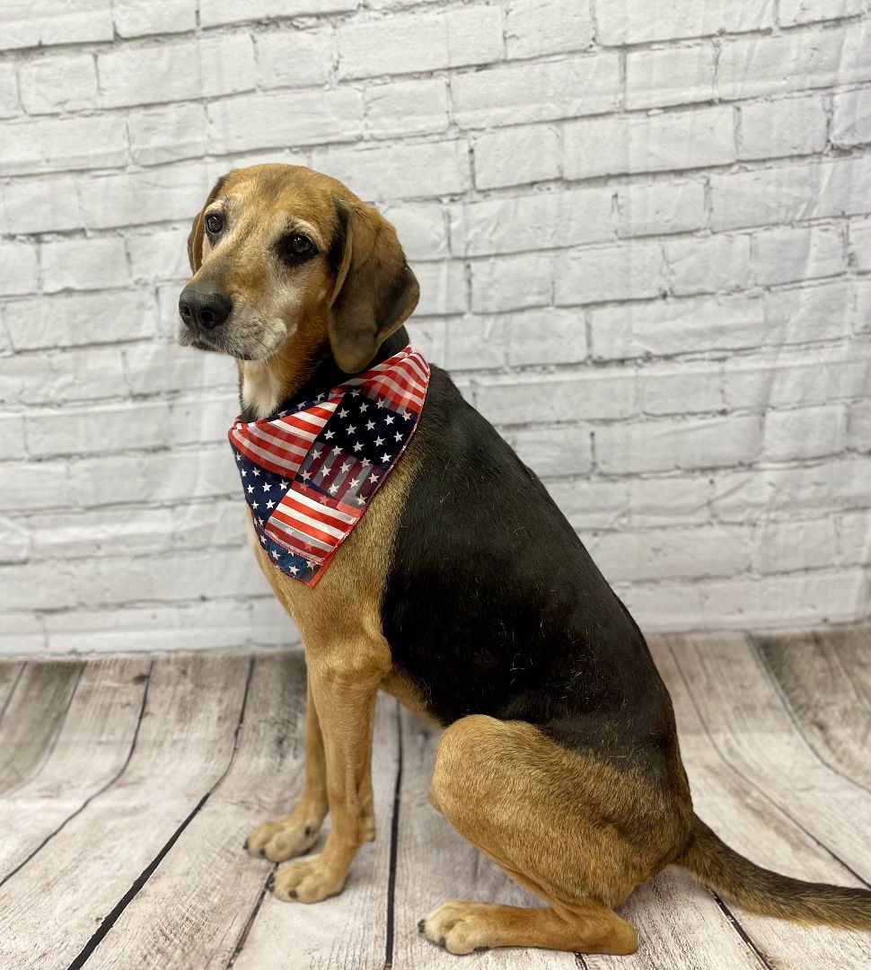 Enlarge Cletus, a Adoptable mixed breed in Lake Odessa, MI image 2/12