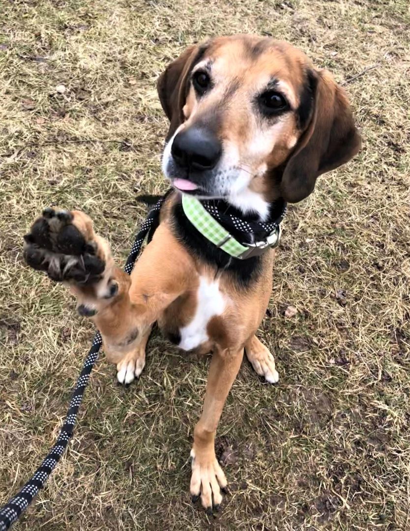 Enlarge Cletus, a Adoptable mixed breed in Lake Odessa, MI image 4/12