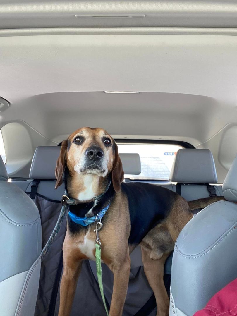 Enlarge Cletus, a Adoptable mixed breed in Lake Odessa, MI image 5/12