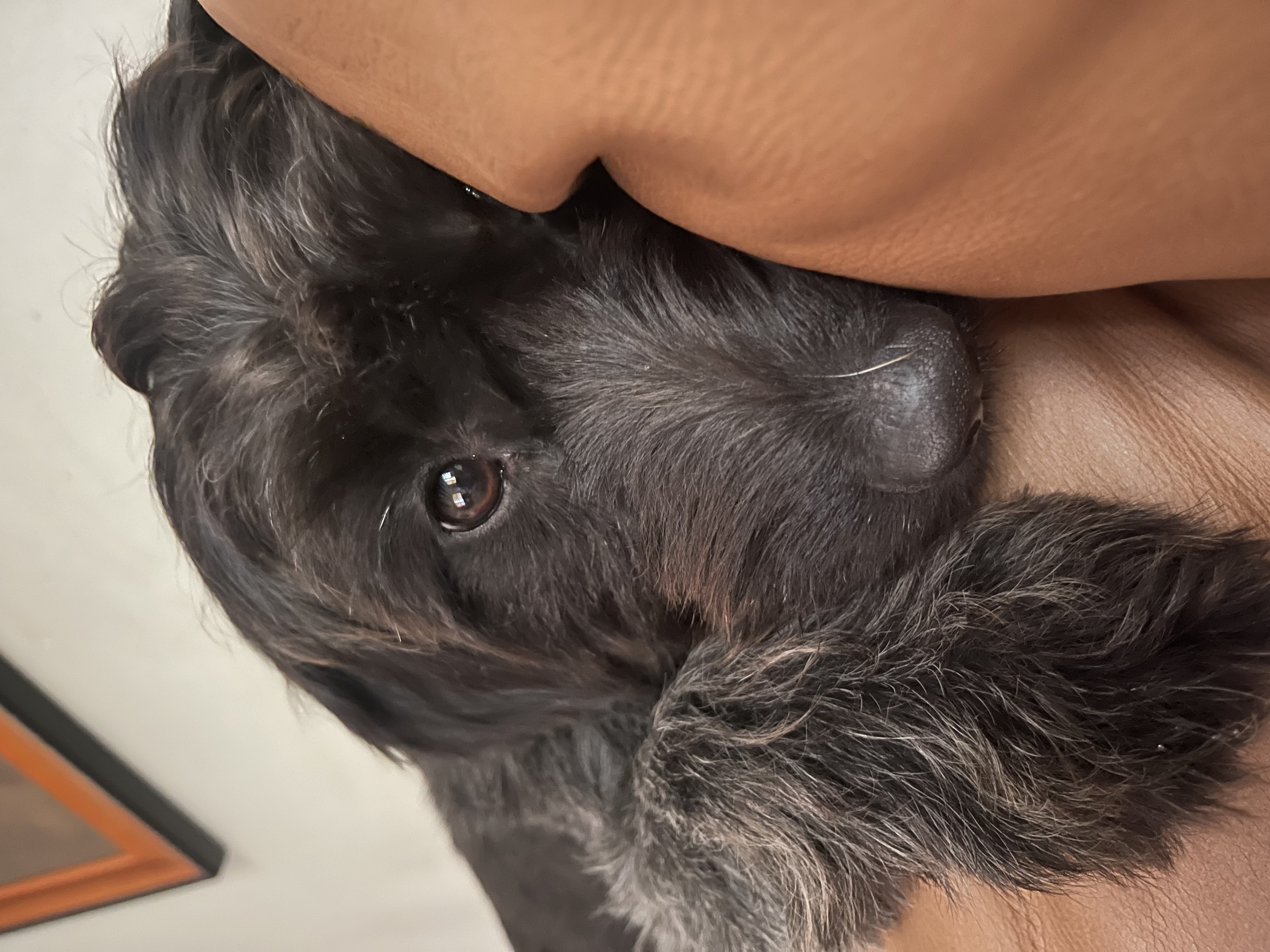 Sol, Adopted, Young Female Schnauzer.