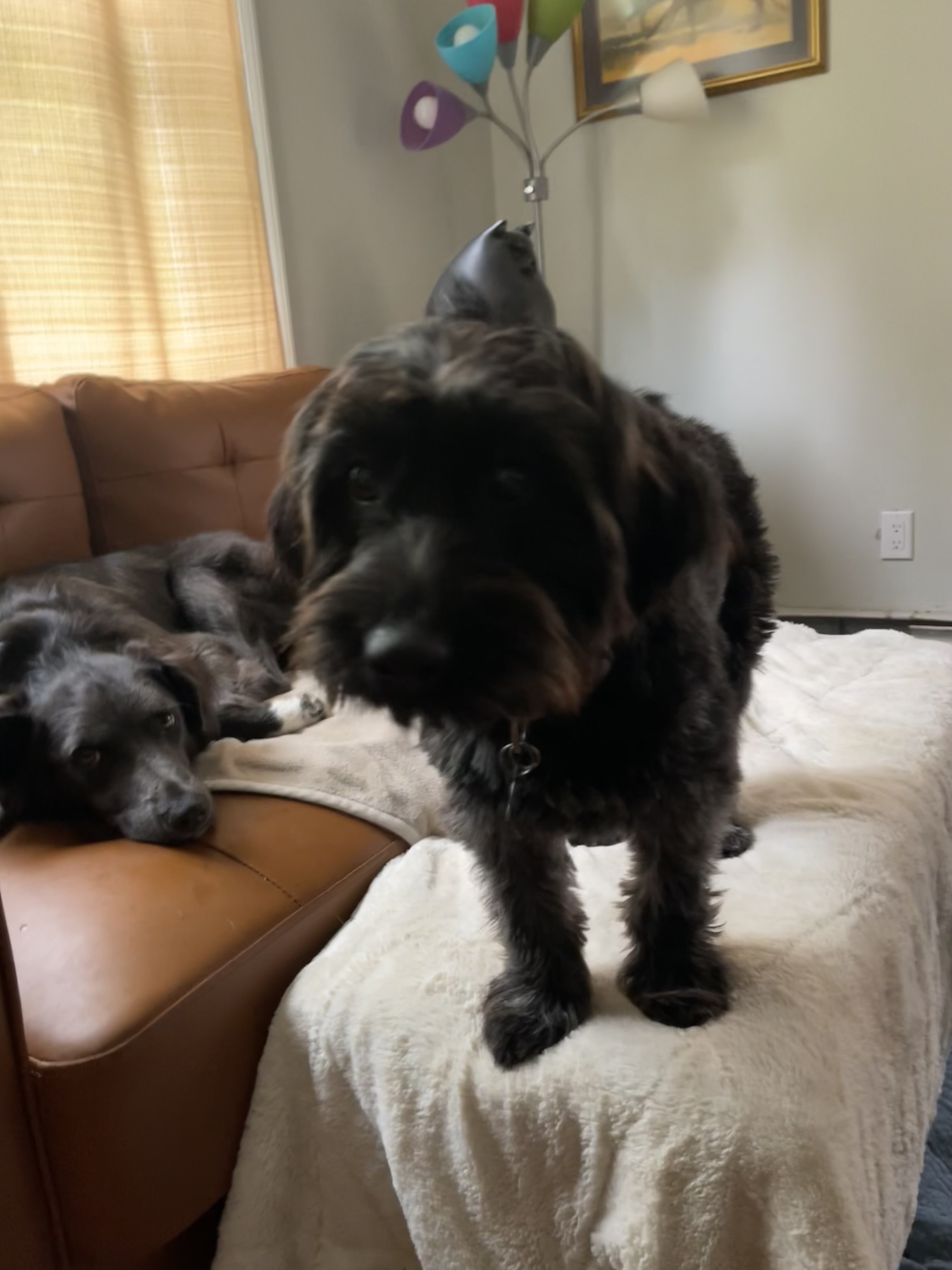 Sol, a Adopted Schnauzer in Pleasant Valley, NY image 2/5