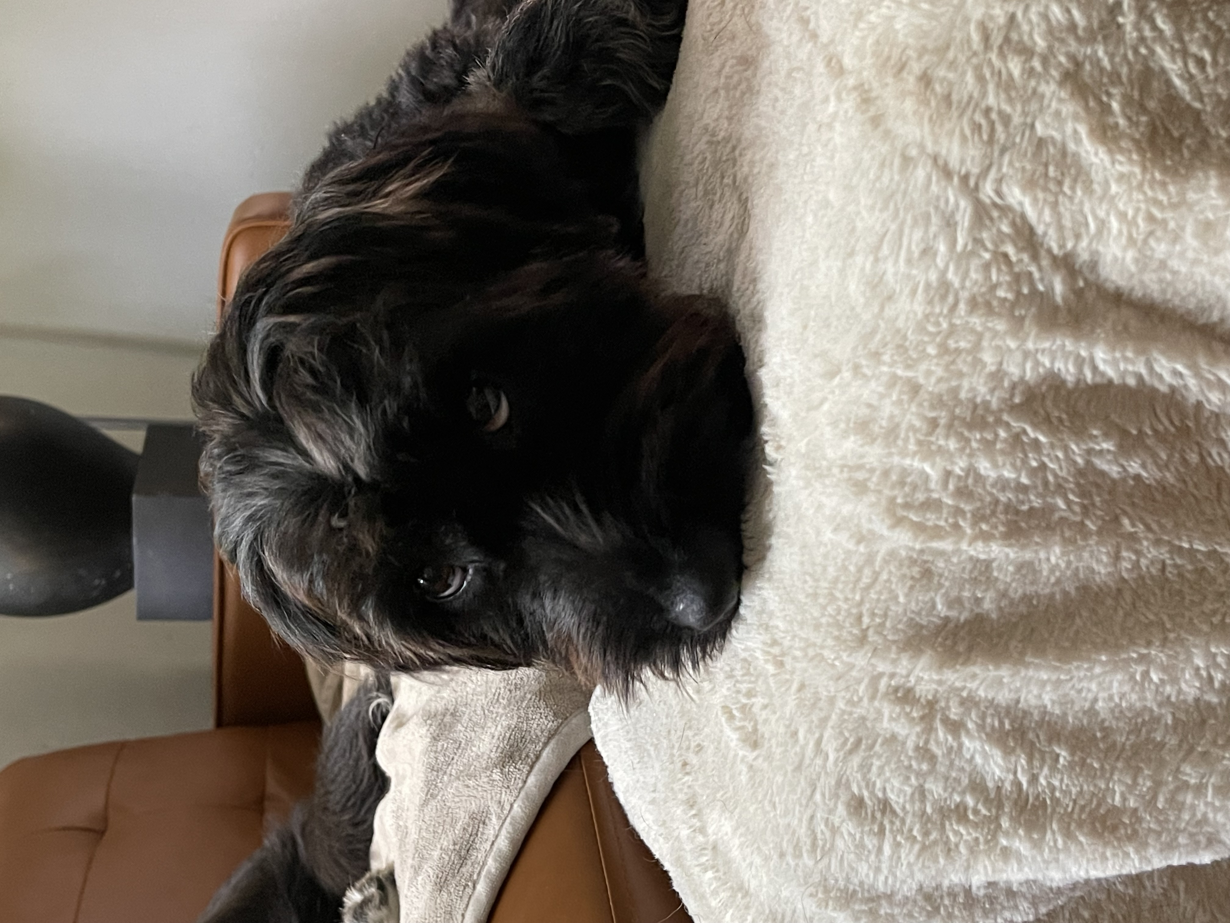 Sol, a Adopted Schnauzer in Pleasant Valley, NY image 3/5