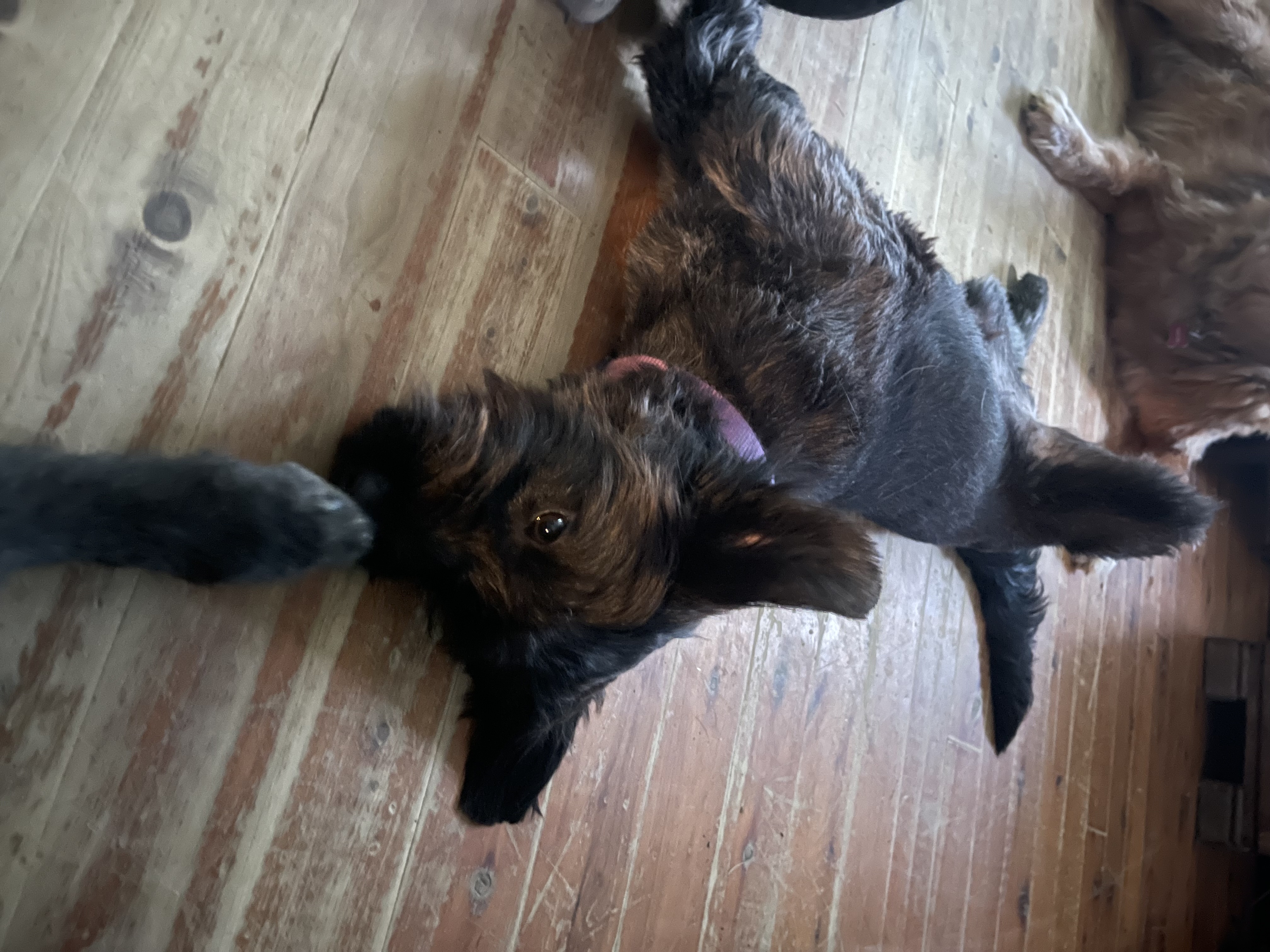 Sol, a Adopted Schnauzer in Pleasant Valley, NY image 4/5