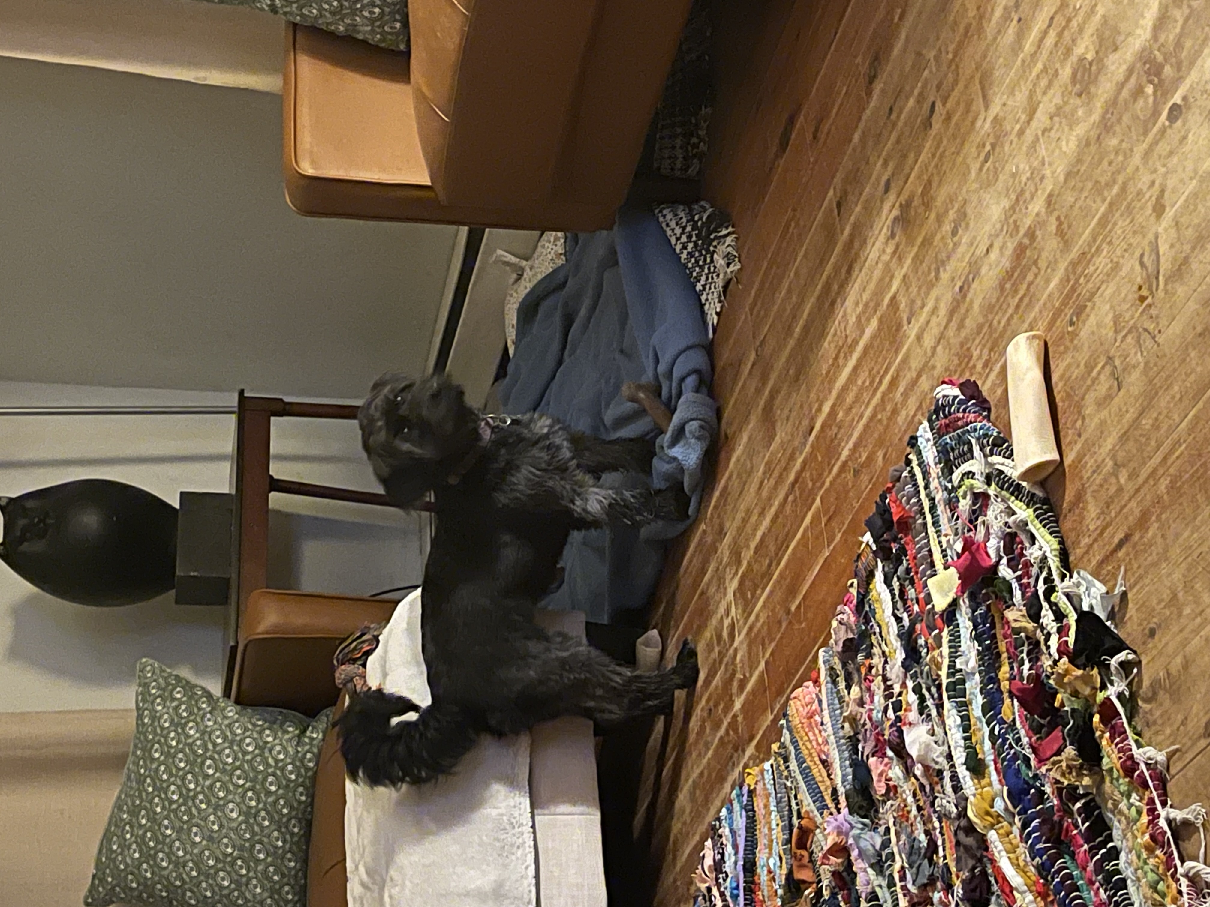 Sol, a Adopted Schnauzer in Pleasant Valley, NY image 5/5