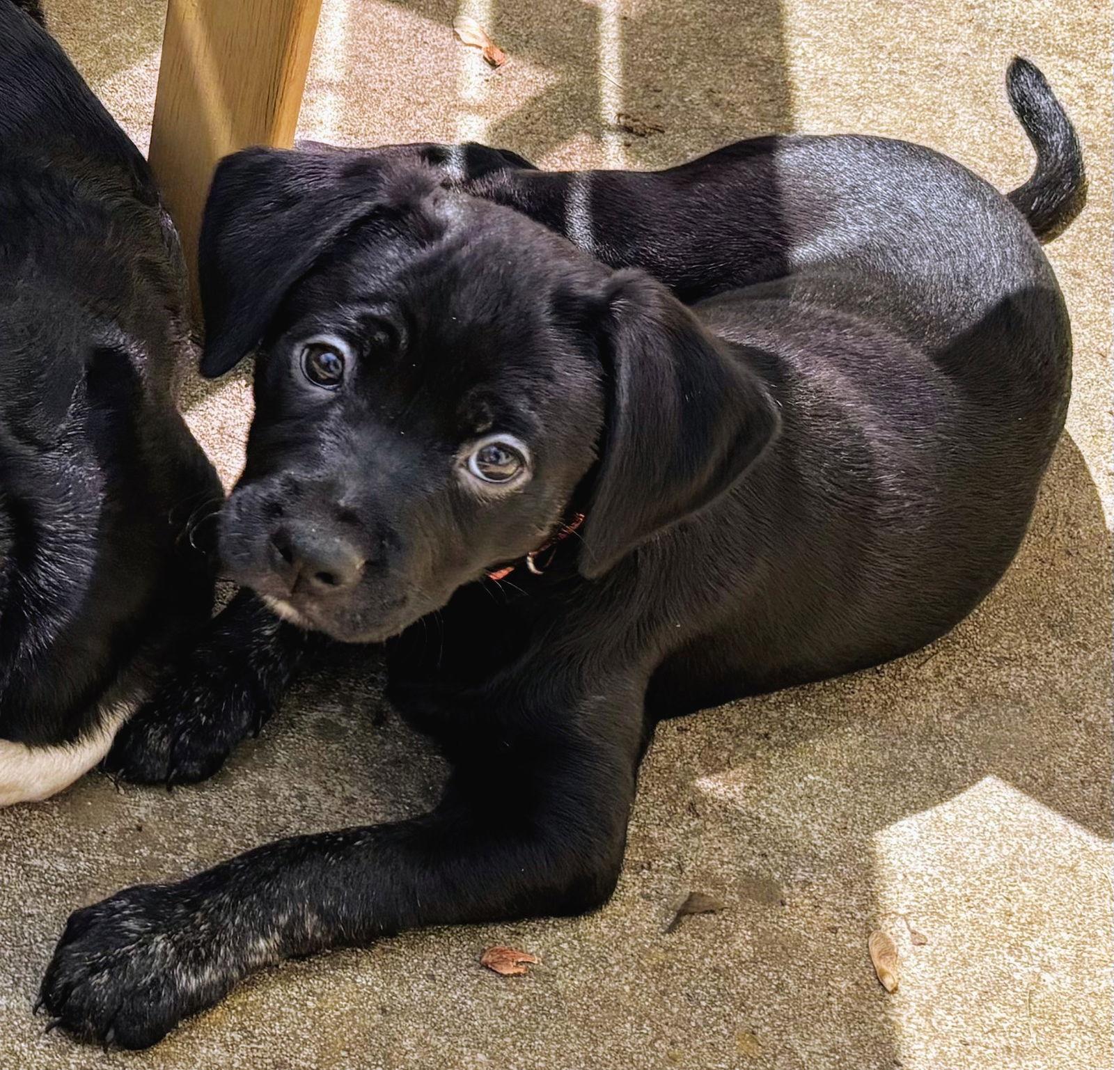 Enlarge Nova, a Adopted Labrador Retriever in Woodbridge, CT image 1/3