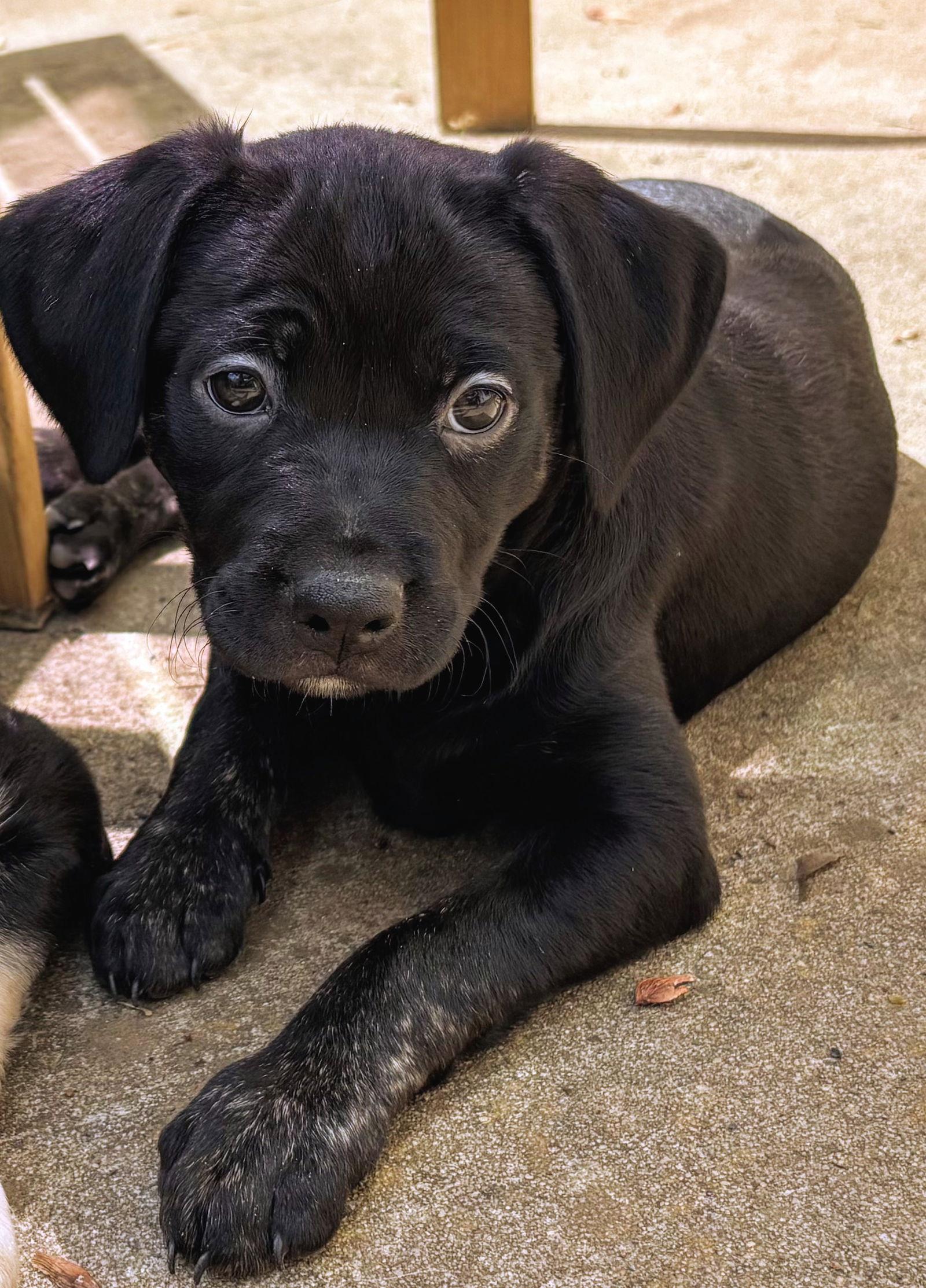Enlarge Nova, a Adopted Labrador Retriever in Woodbridge, CT image 2/3