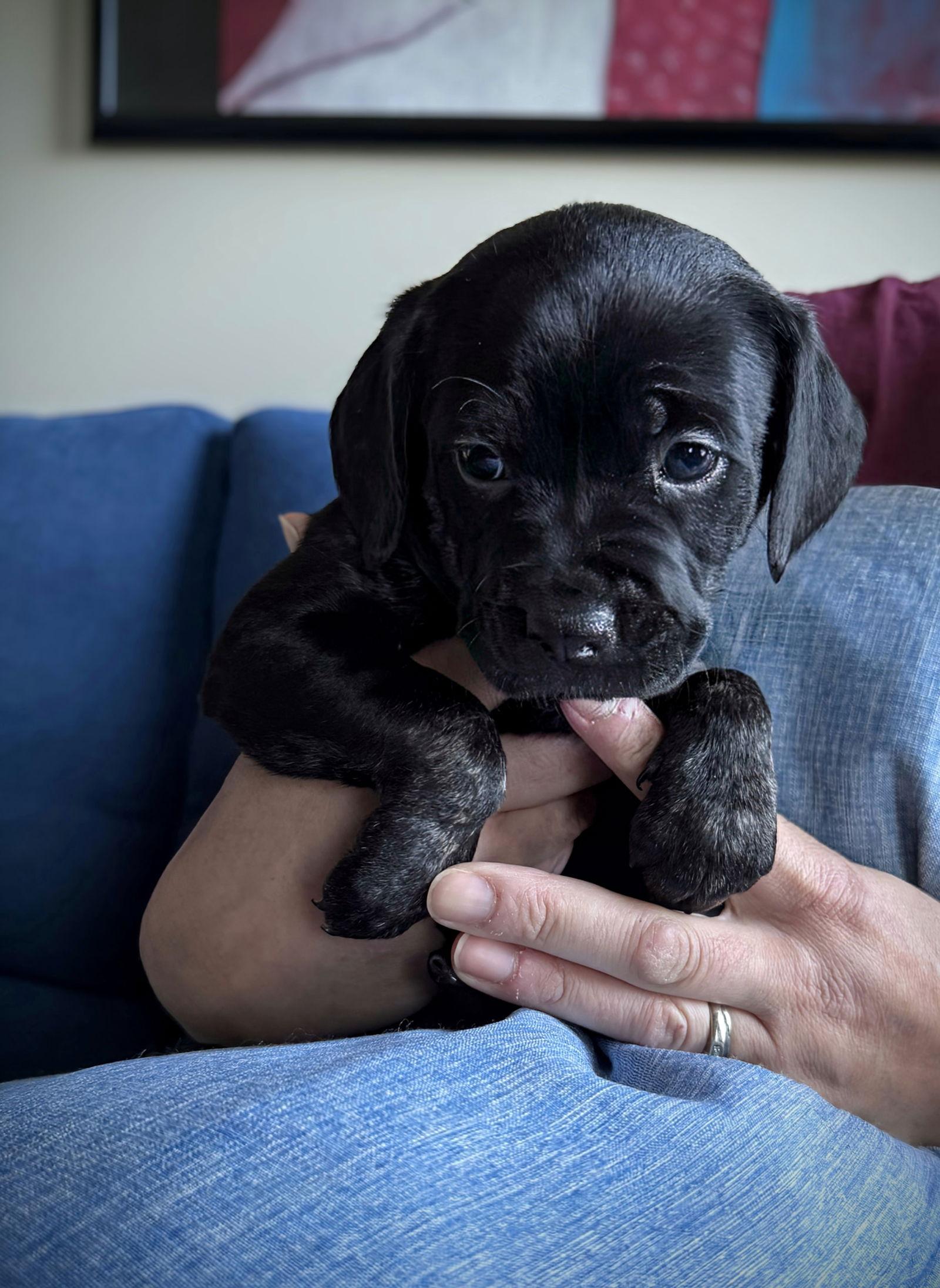 Enlarge Nova, a Adopted Labrador Retriever in Woodbridge, CT image 3/3