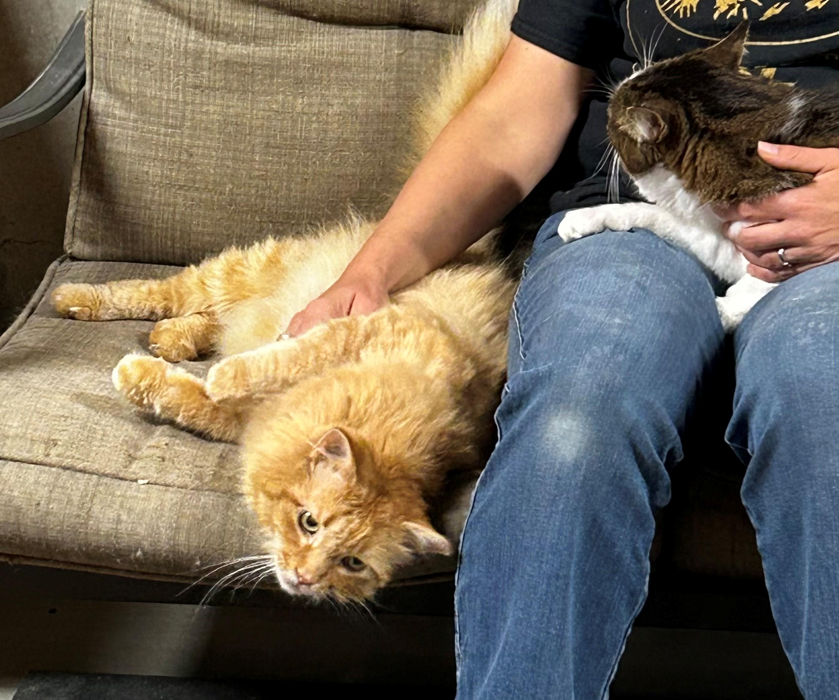 Mr. Pickles, adopted, Adult Male Domestic Long Hair.