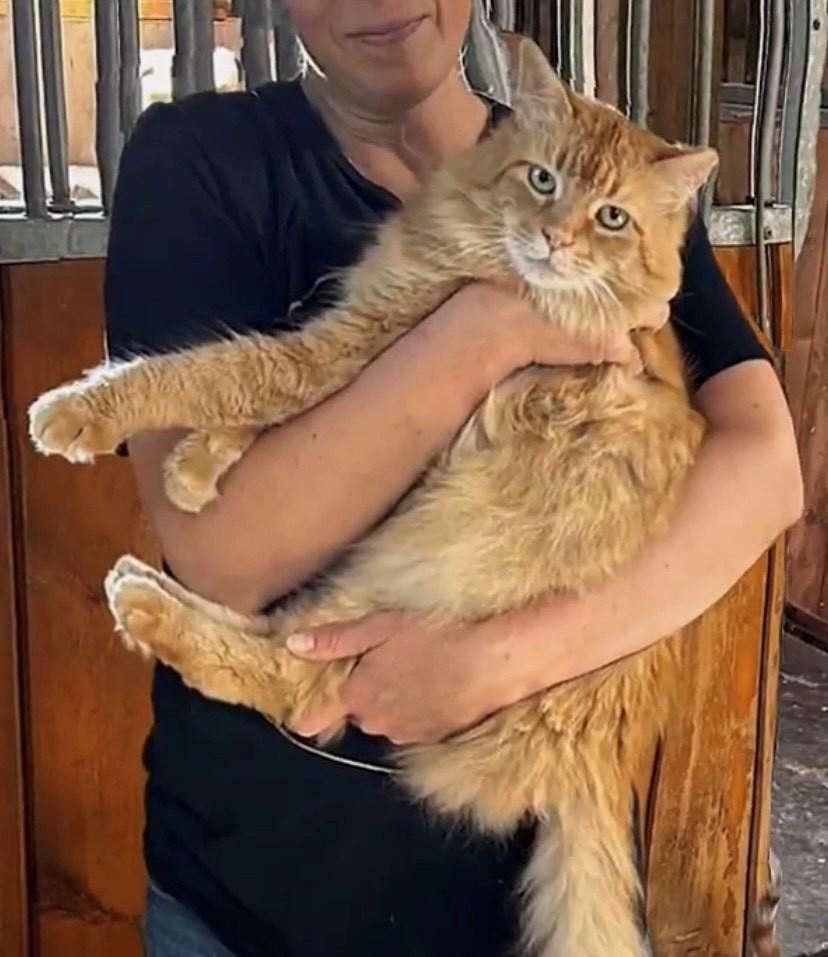 Enlarge Mr. Pickles, an adopted Domestic Long Hair in Paris, ON image 2/4