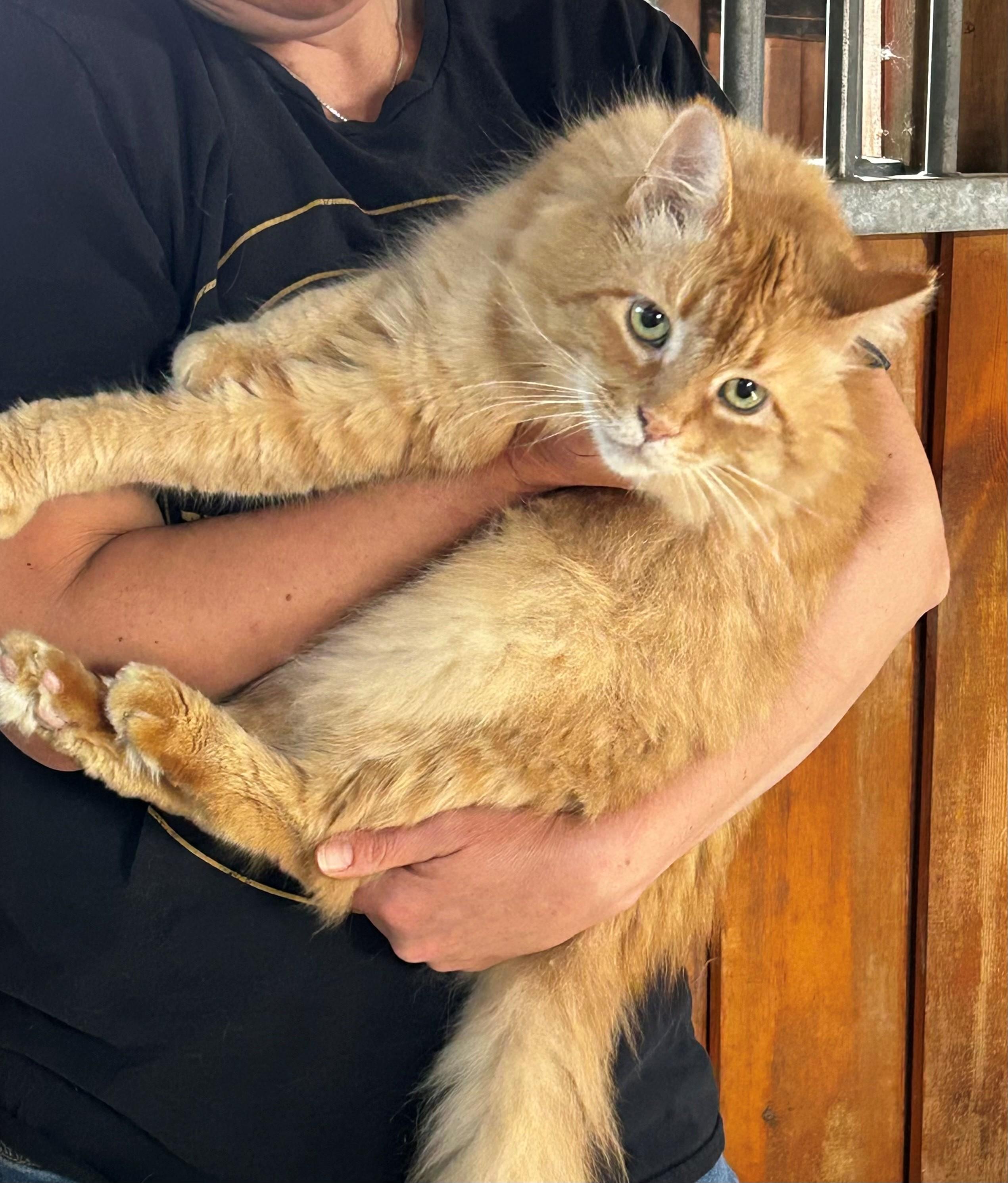 Enlarge Mr. Pickles, an adopted Domestic Long Hair in Paris, ON image 3/4