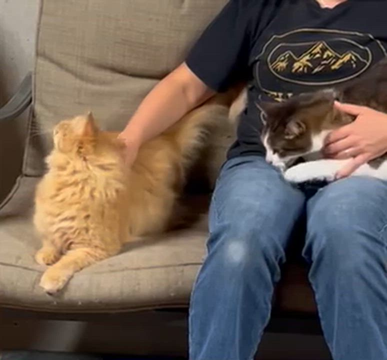 Enlarge Mr. Pickles, an adopted Domestic Long Hair in Paris, ON video 4/4