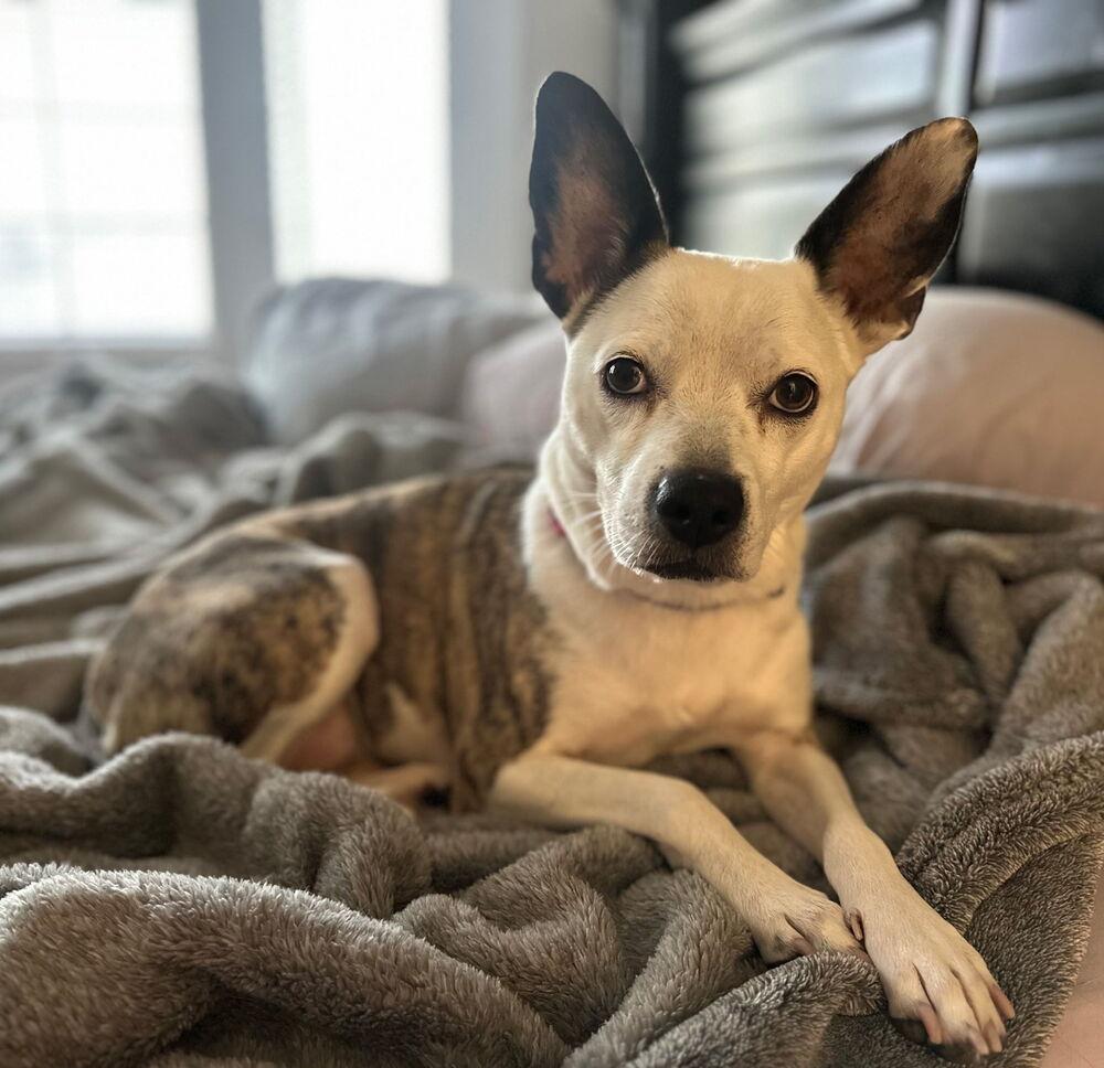 Athena, Adoptable, Adult Female Parson Russell Terrier.