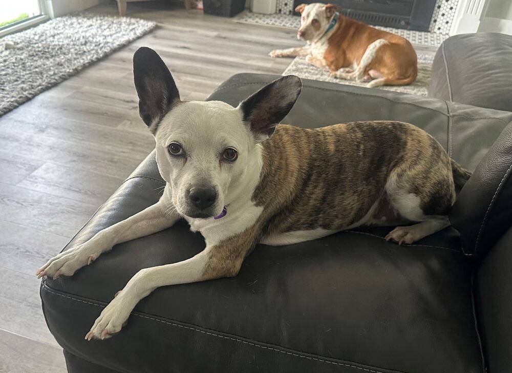 Athena, Adoptable, Adult Female Parson Russell Terrier.
