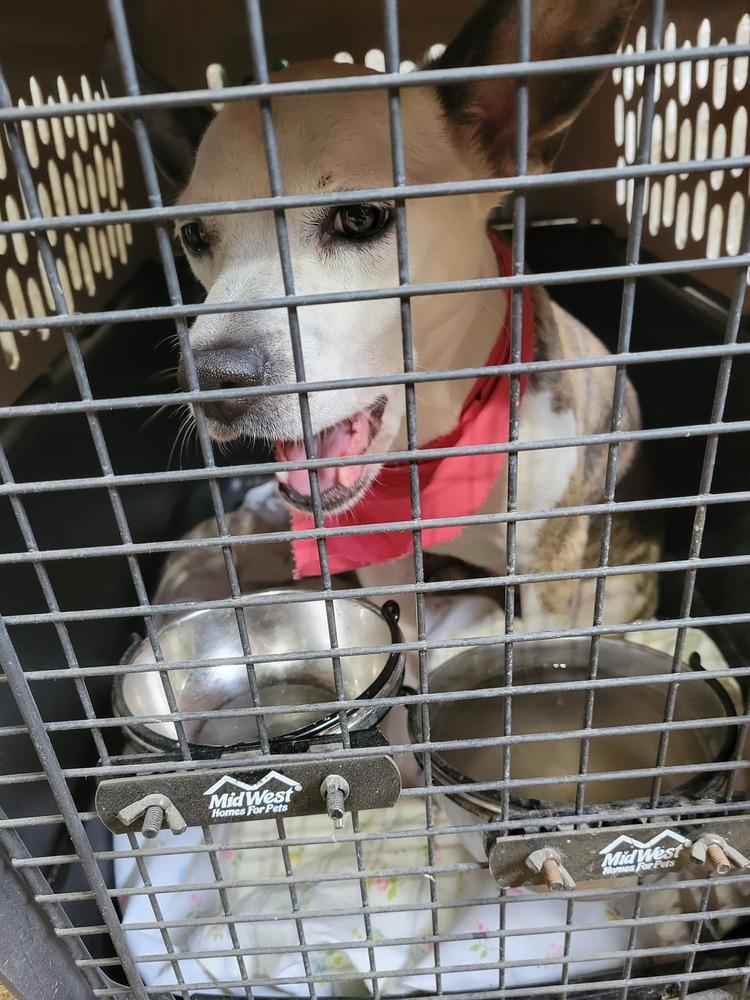 Athena, Adoptable, Adult Female Parson Russell Terrier.