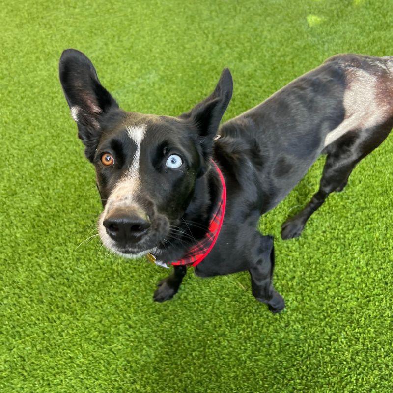 Enlarge Lolli, a Adoptable mixed breed in Jackson, WY image 6/6