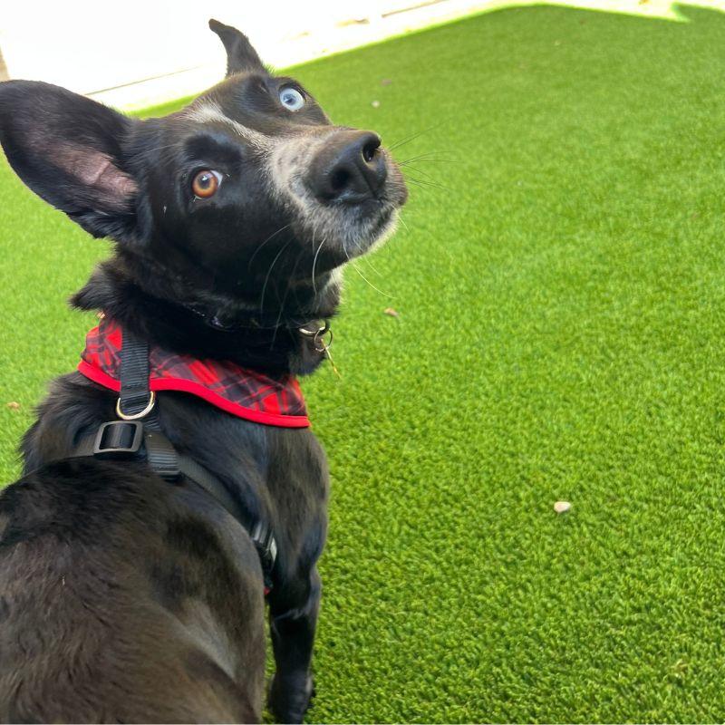 Enlarge Lolli, a Adoptable mixed breed in Jackson, WY image 2/6