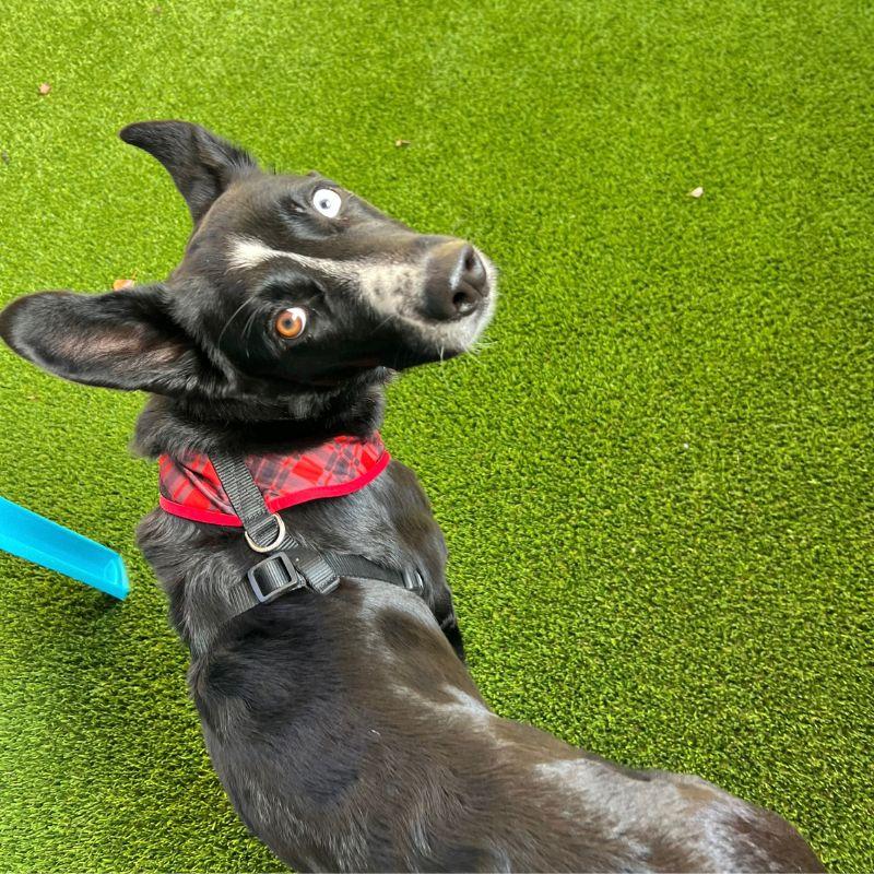 Enlarge Lolli, a Adoptable mixed breed in Jackson, WY image 4/6