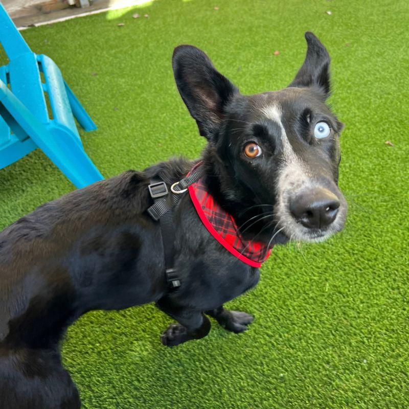 Enlarge Lolli, a Adoptable mixed breed in Jackson, WY image 3/6