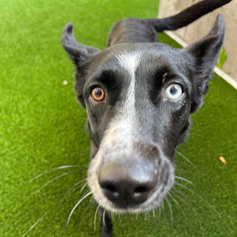 Enlarge Lolli, a Adoptable mixed breed in Jackson, WY image 5/6