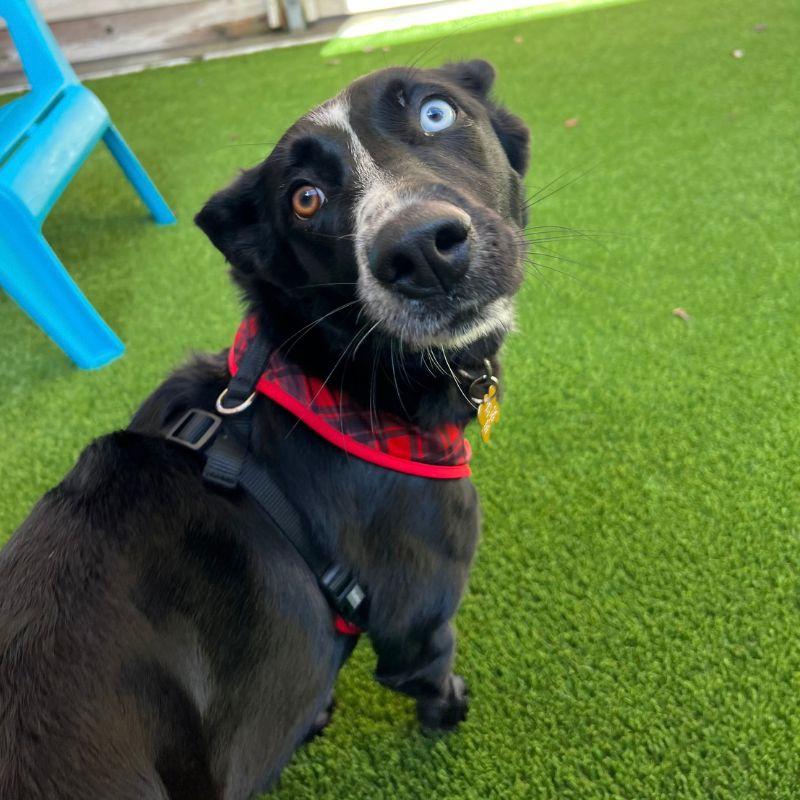Enlarge Lolli, a Adoptable mixed breed in Jackson, WY image 1/6