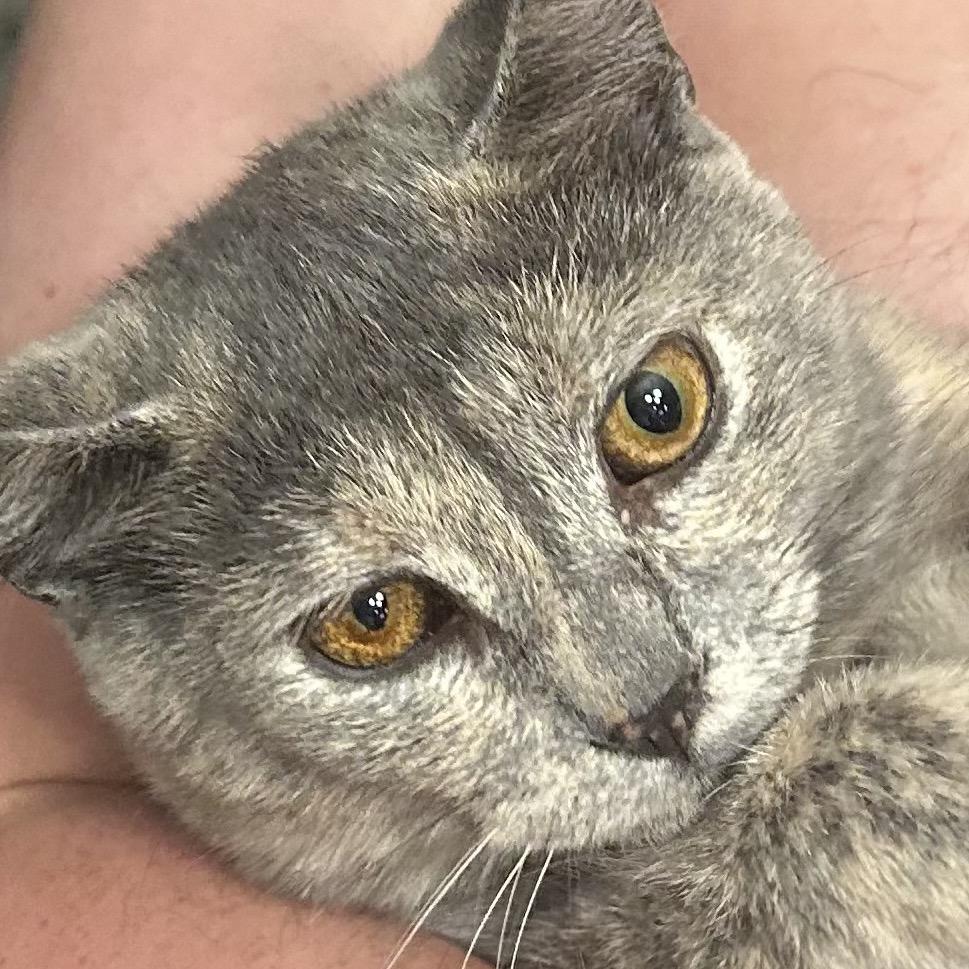 Enlarge Minnie Mouse (and Daisy Duck), a Adoptable Domestic Short Hair in Mount Laurel, NJ image 1/4