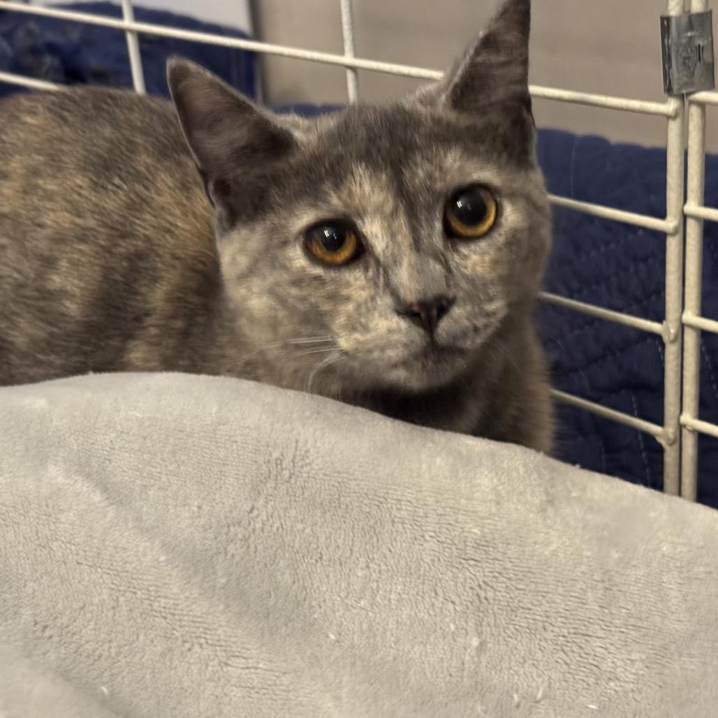 Enlarge Minnie Mouse (and Daisy Duck), a Adoptable Domestic Short Hair in Mount Laurel, NJ image 2/4