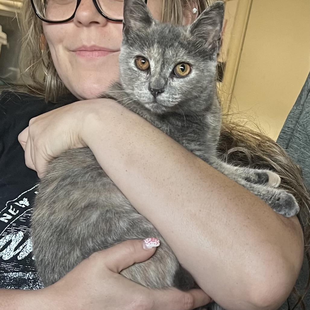 Enlarge Minnie Mouse (and Daisy Duck), a Adoptable Domestic Short Hair in Mount Laurel, NJ image 4/4