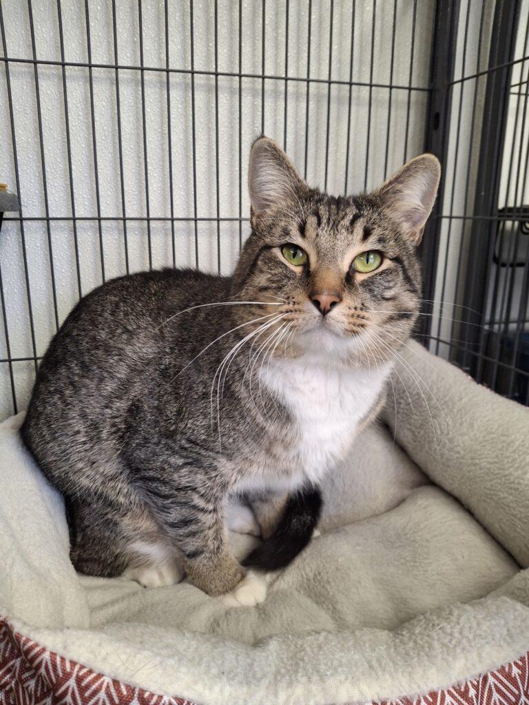 Enlarge TWISTER, a Adoptable Domestic Short Hair in Ironwood, MI image 1/2