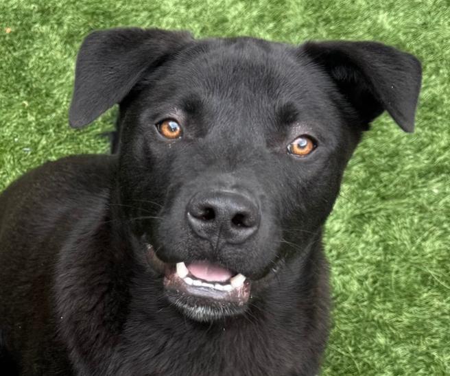 URGENT! I need a foster or adopter. I’m Scout, Young Male Black Labrador Retriever