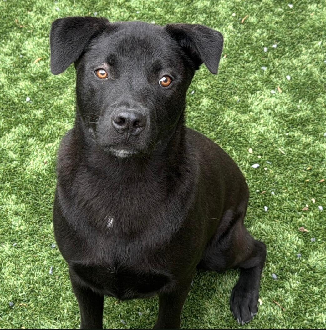 URGENT! I need a foster or adopter. I’m Scout