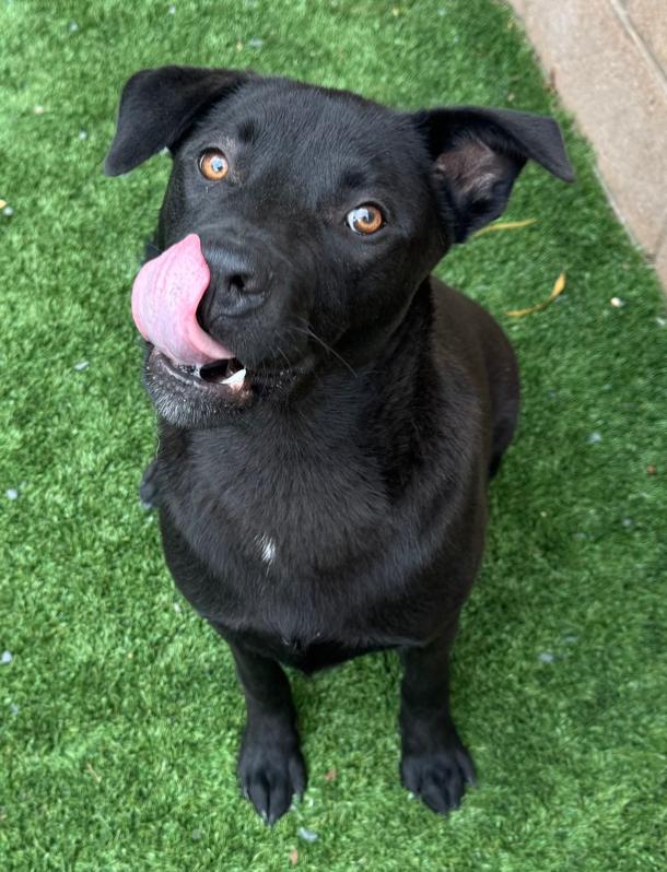 URGENT! I need a foster or adopter. I’m Scout photo 3