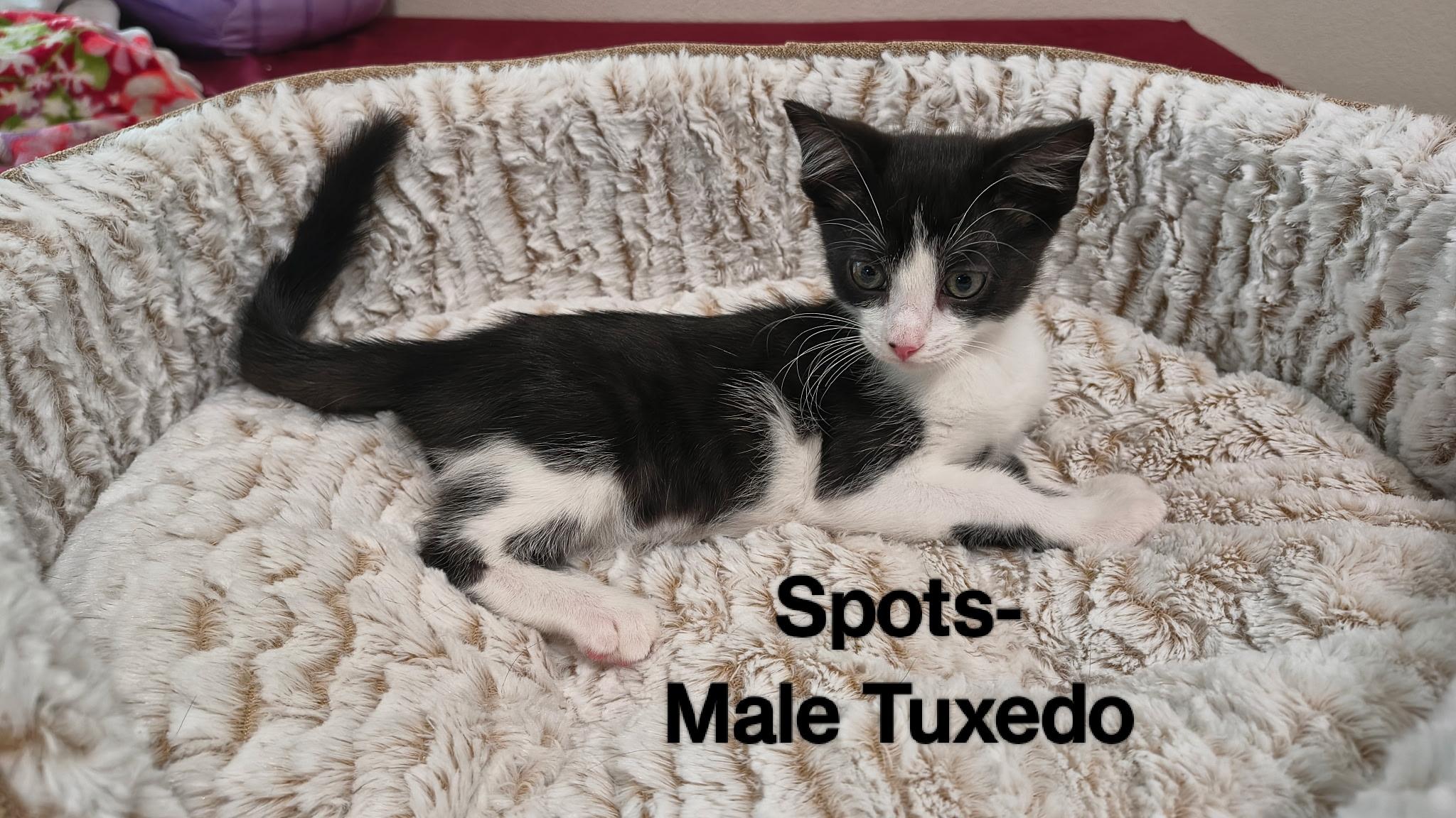 Enlarge Spots, a ADOPTABLE mixed breed in Brentwood, CA image 1/1