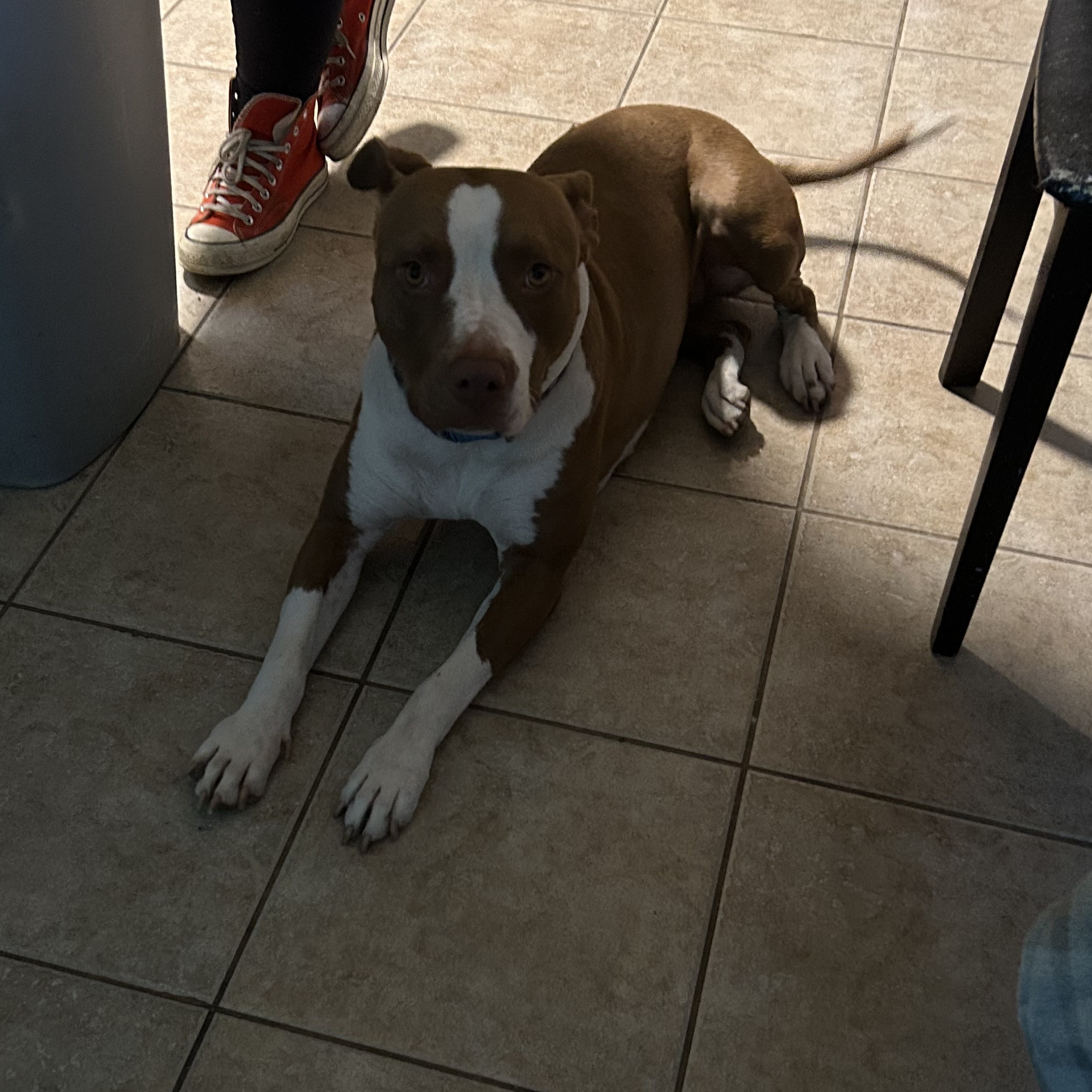 Chicana, a Adoptable Pit Bull Terrier in Los Angeles, CA image 2/6