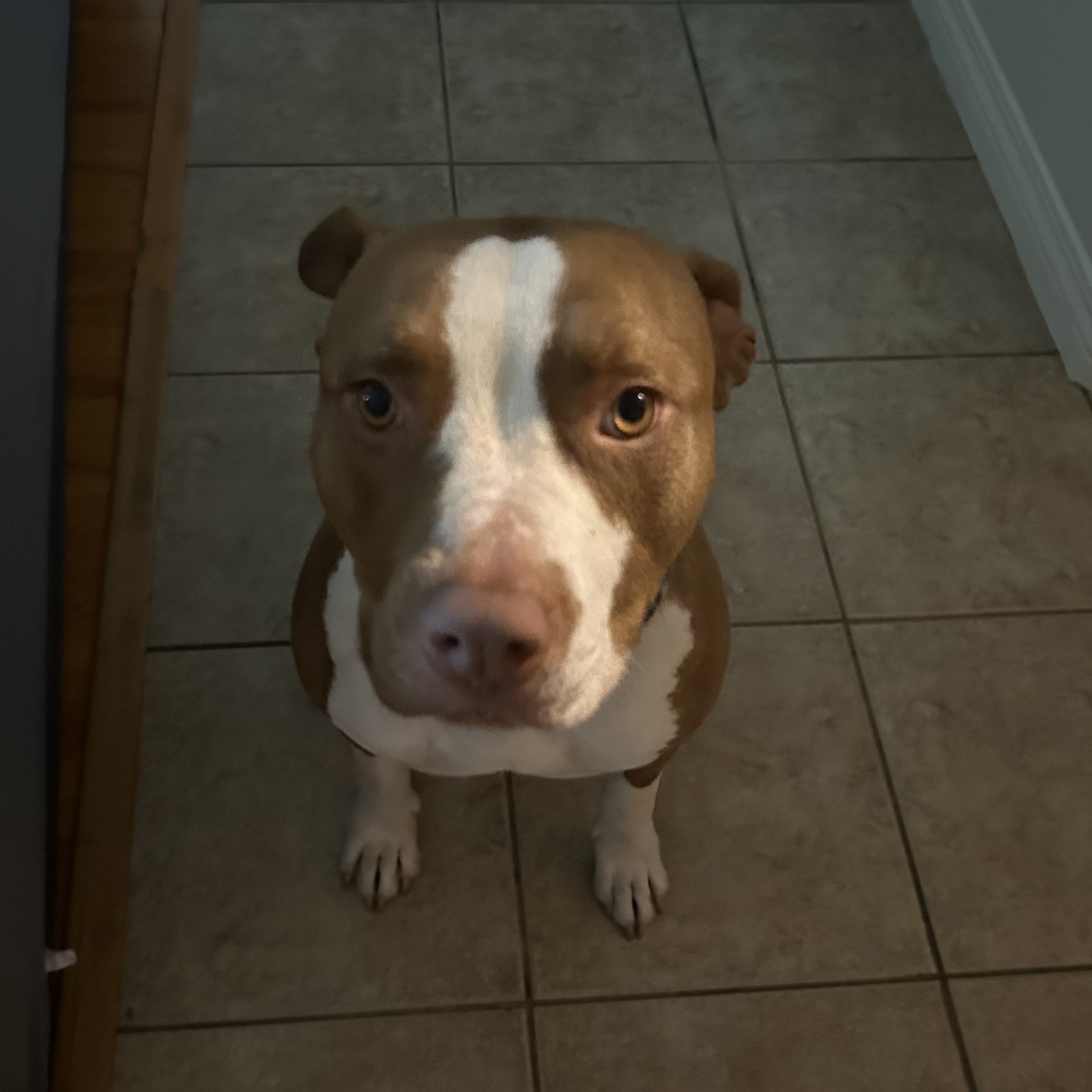 Chicana, a Adoptable Pit Bull Terrier in Los Angeles, CA image 3/6