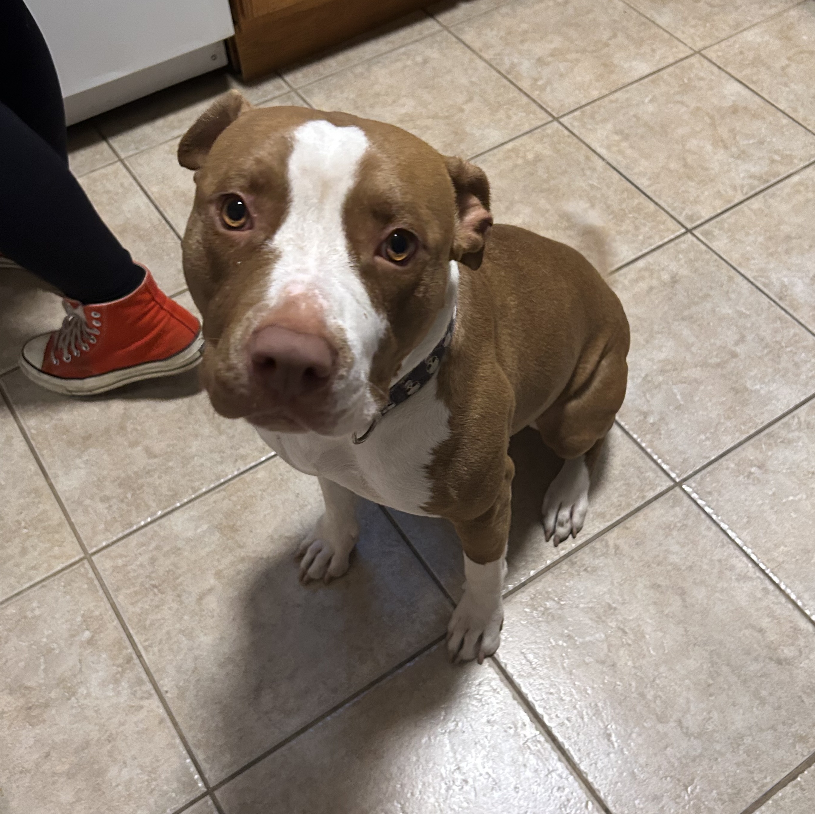 Chicana, a Adoptable Pit Bull Terrier in Los Angeles, CA image 5/6