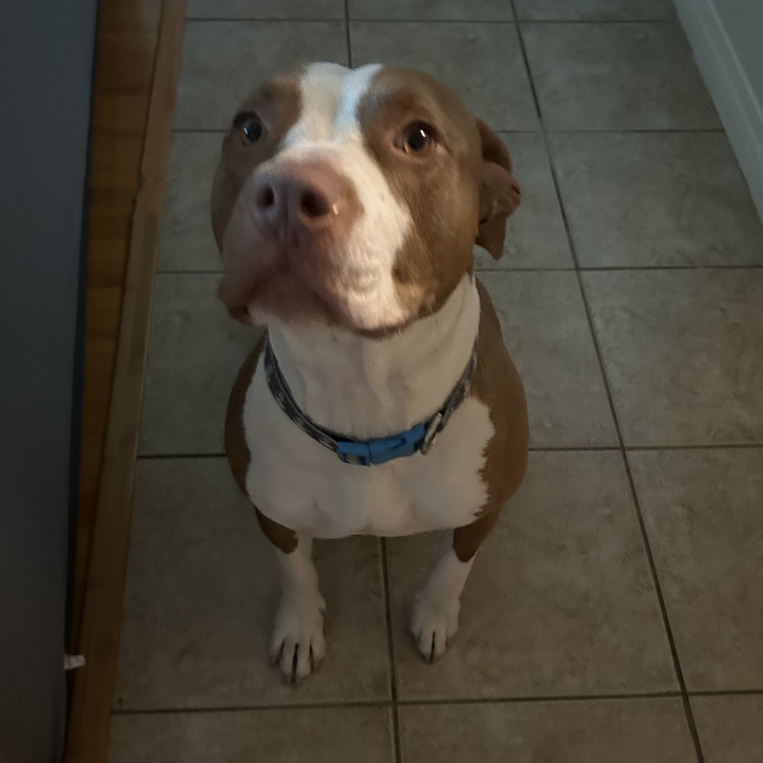 Chicana, a Adoptable Pit Bull Terrier in Los Angeles, CA image 4/6