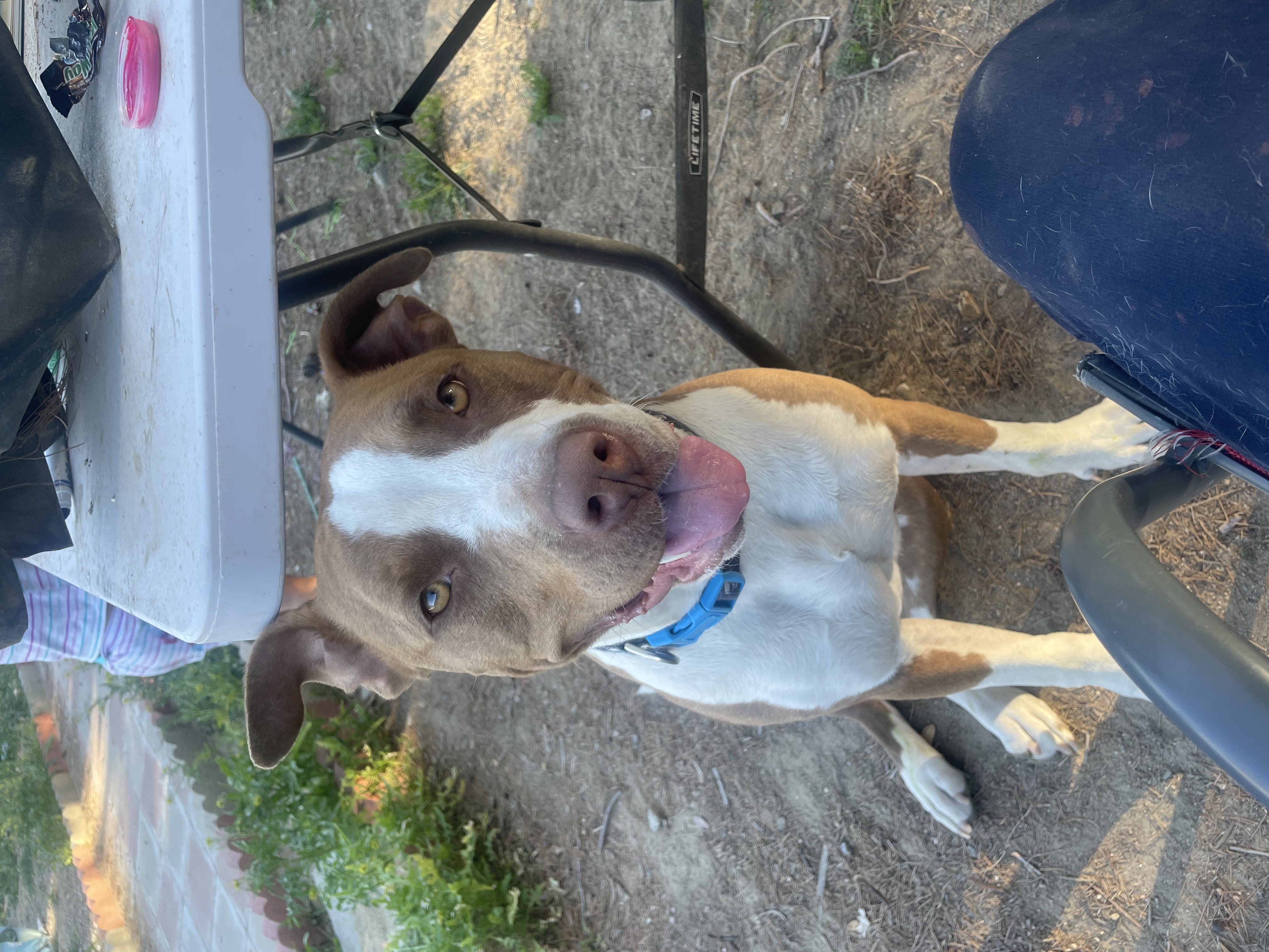 Chicana, a Adoptable Pit Bull Terrier in Los Angeles, CA image 1/6