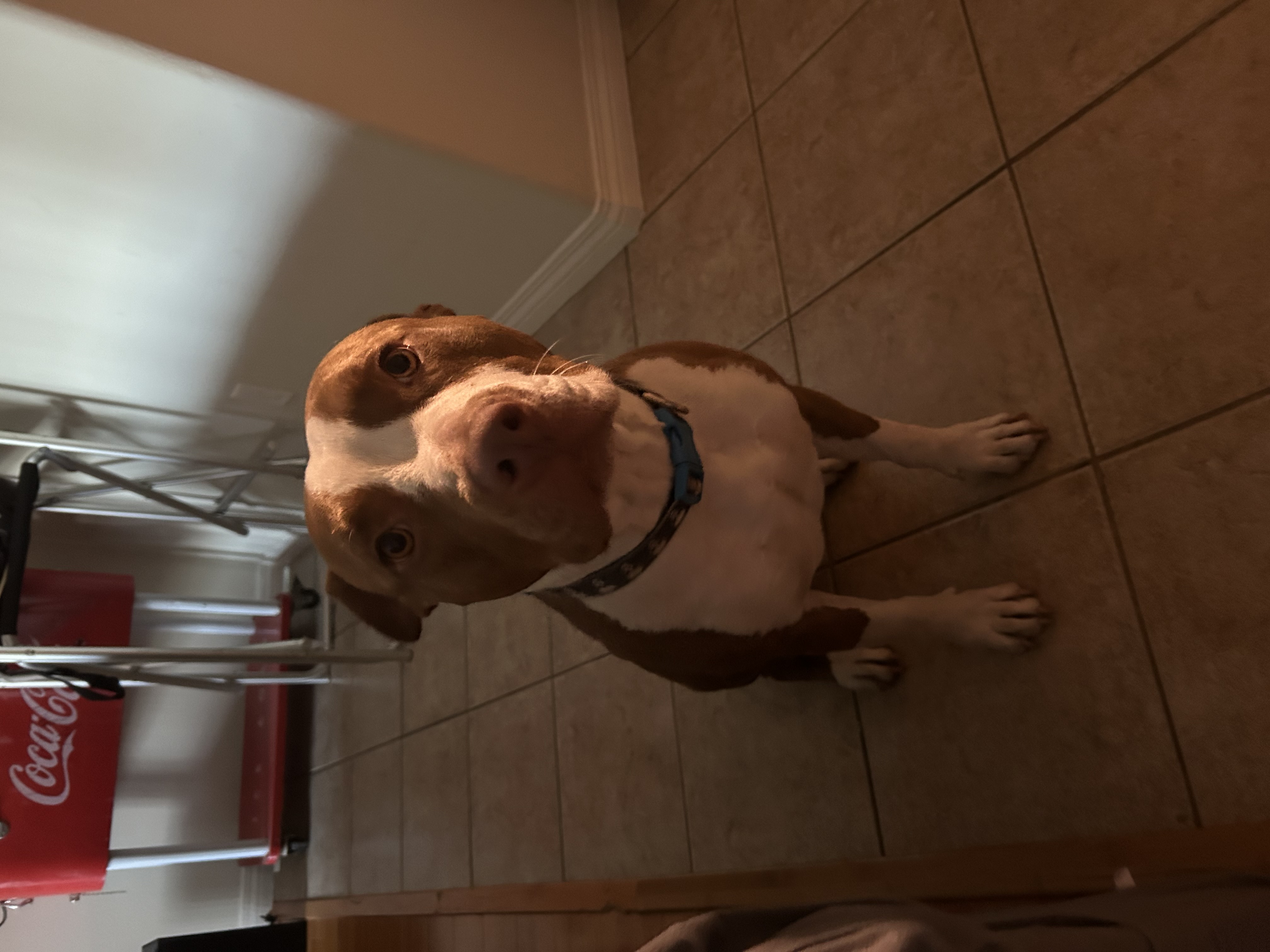 Chicana, a Adoptable Pit Bull Terrier in Los Angeles, CA image 6/6