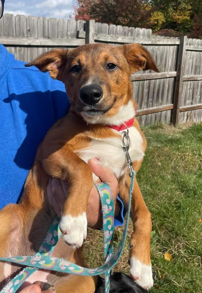 Mia, a Adoptable mixed breed in Pembroke, MA image 1/6