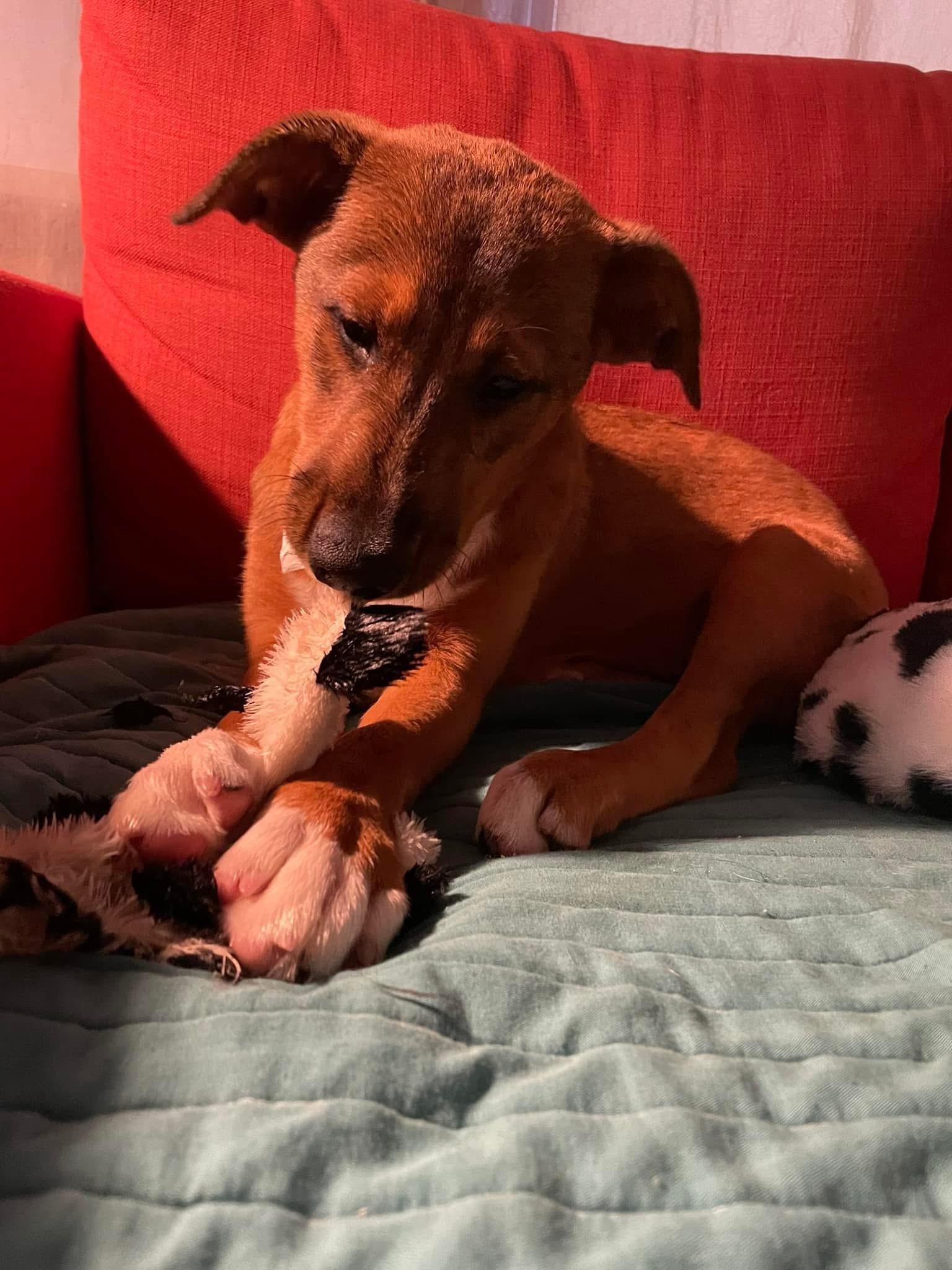 Mia, a Adoptable mixed breed in Pembroke, MA image 2/6