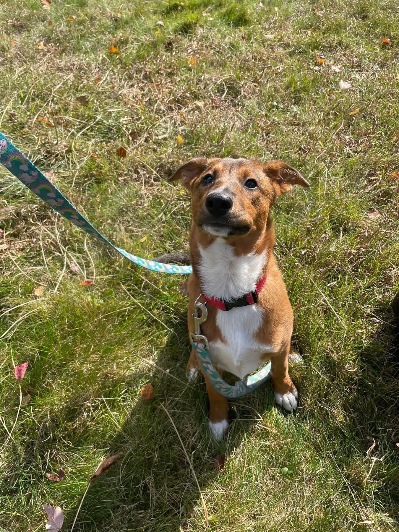 Mia, a Adoptable mixed breed in Pembroke, MA image 3/6