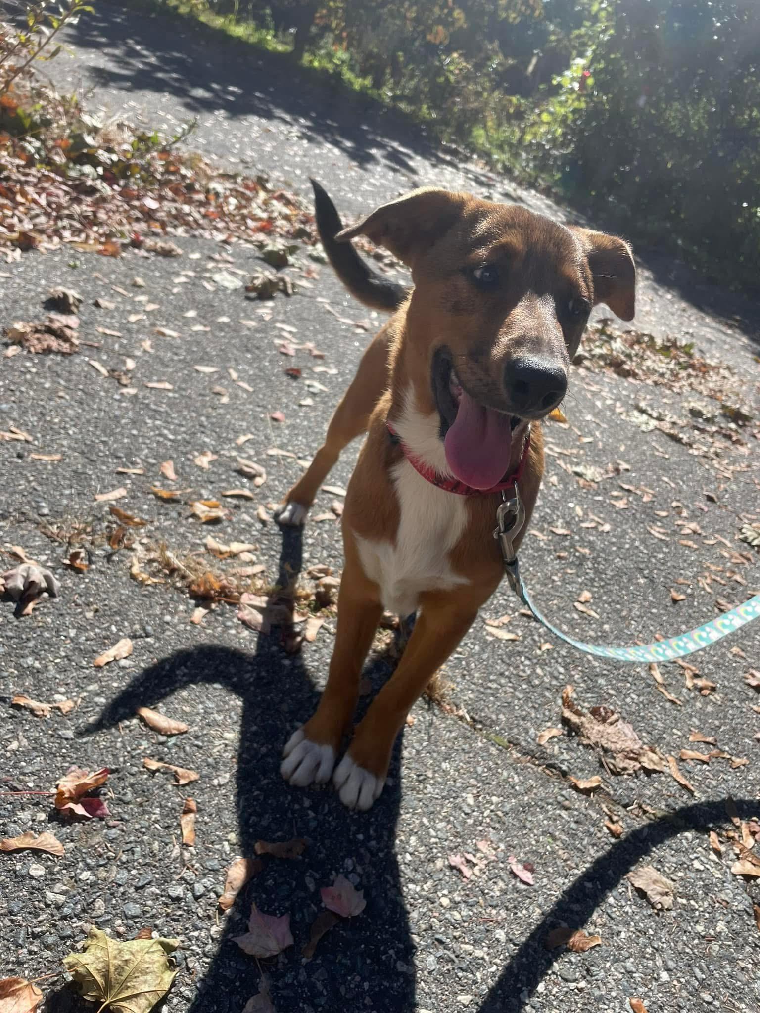 Mia, a Adoptable mixed breed in Pembroke, MA image 5/6