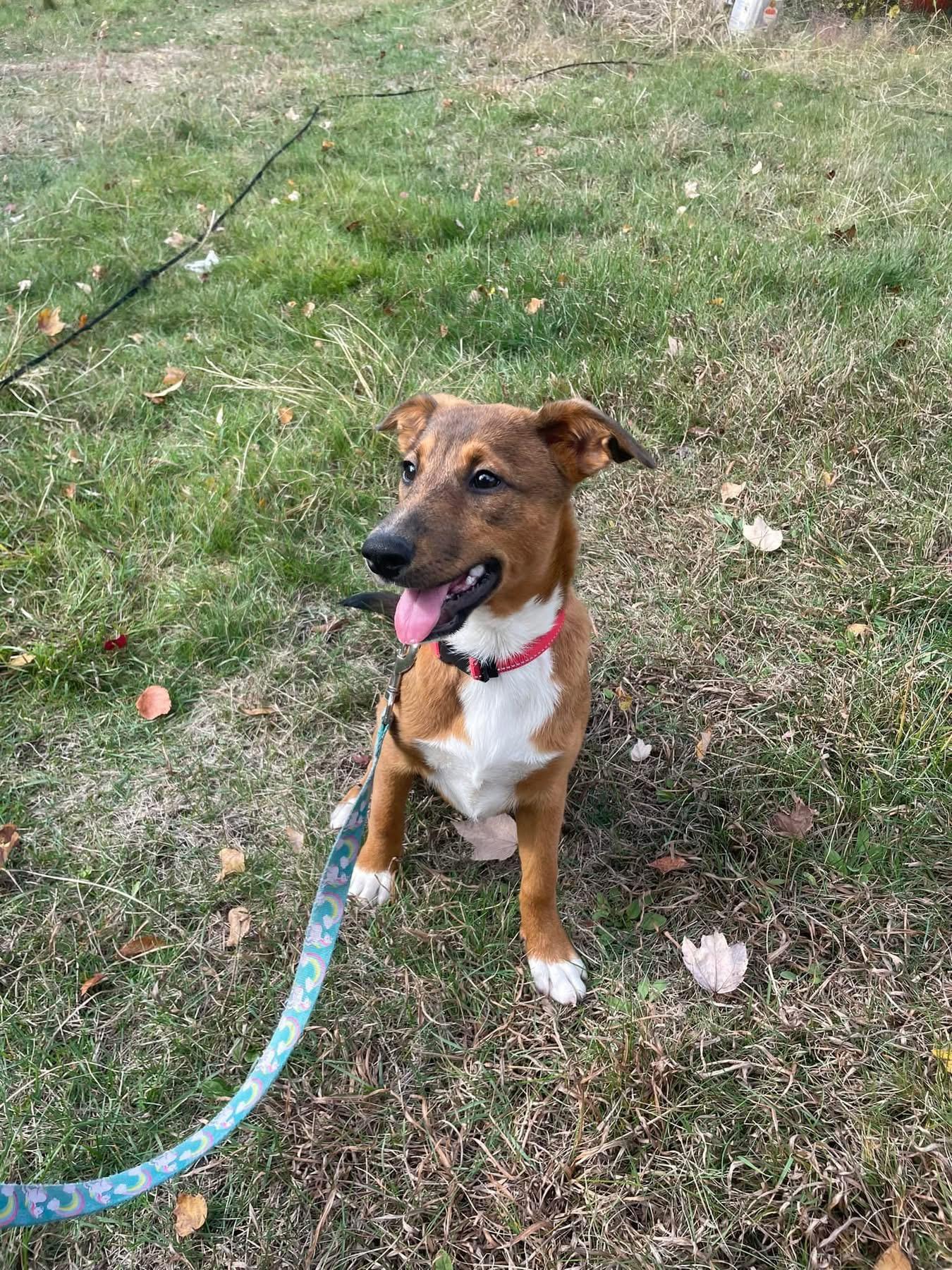 Mia, a Adoptable mixed breed in Pembroke, MA image 6/6