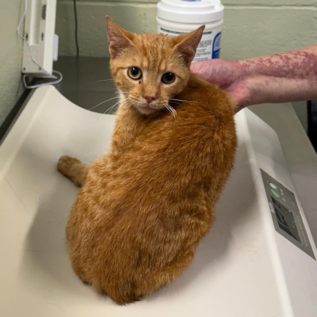 Jack-o-Lanturn, Adoptable, Adult Male Domestic Short Hair.