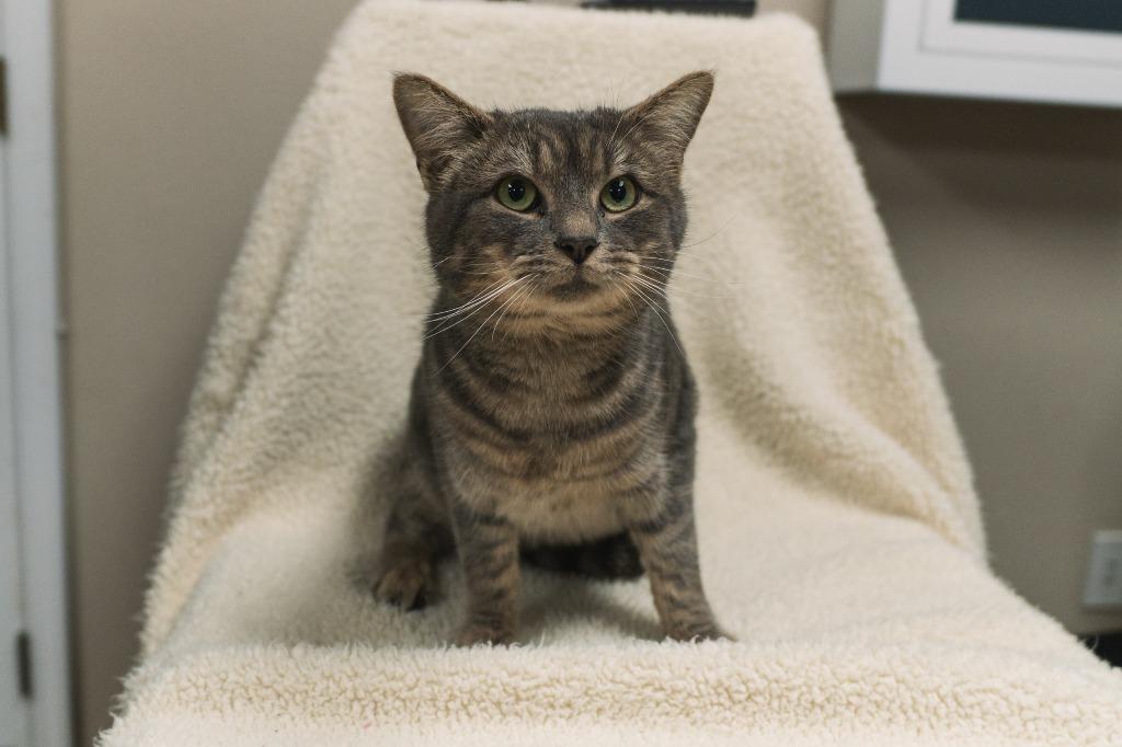 Marvin, Adoptable, Young Male Domestic Short Hair.