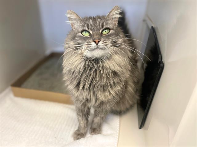 CONFETTI, Adoptable, Adult Female Domestic Long Hair.