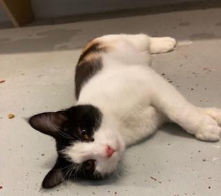 Pippa, Adoptable, Young Female Domestic Short Hair.