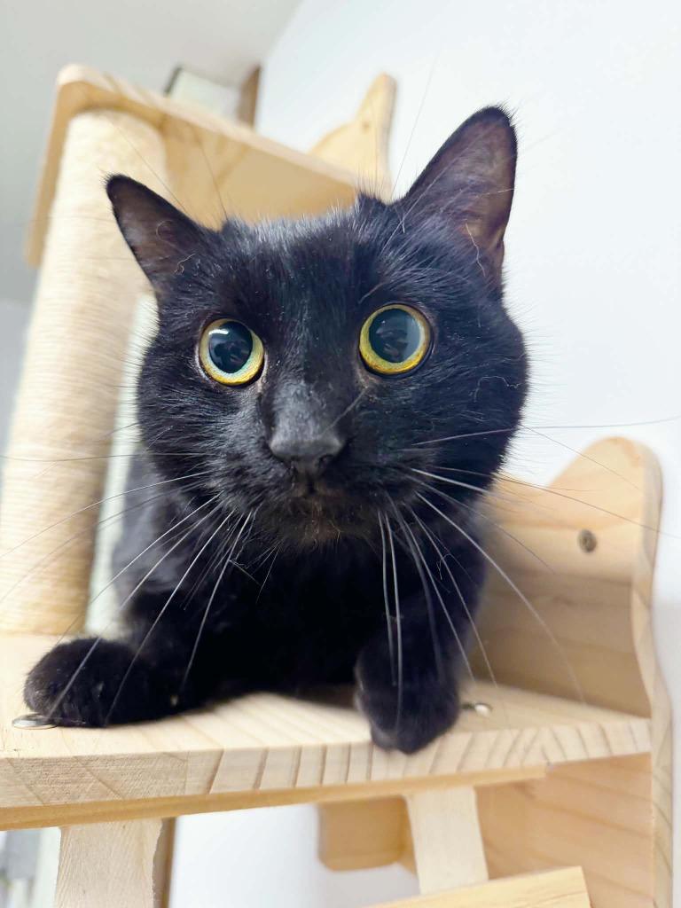 Suede, Adoptable, Senior Female Domestic Short Hair.